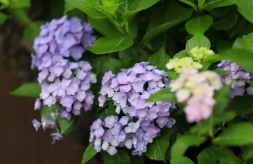 南京中山植物园四千余株绣球进入盛花期