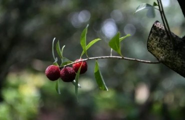 余姚杨梅首次“带保”出村，48小时鲜达全国