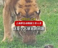誤解與真相：當(dāng)上海野生動(dòng)物園的老虎啃草之后