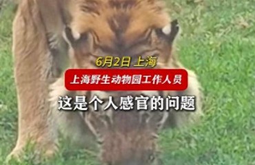 誤解與真相：當上海野生動物園的老虎啃草之后