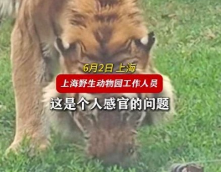 误解与真相：当上海野生动物园的老虎啃草之后