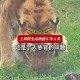 误解与真相：当上海野生动物园的老虎啃草之后