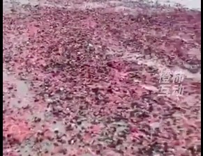 泰国“粉色地毯”奇观：百万海参上岸，是预警还是谜团？