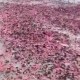 泰国“粉色地毯”奇观：百万海参上岸，是预警还是谜团？