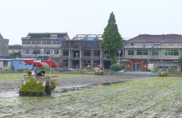 黃橋鎮(zhèn)：?jiǎn)?dòng)大面積機(jī)插秧