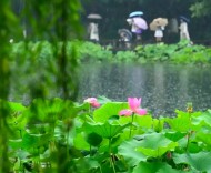副高“觉醒”引爆梅雨最强时段：长三角两轮强降水叠加端午中考