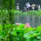 副高“觉醒”引爆梅雨最强时段:长三角两轮强降水叠加端午中考