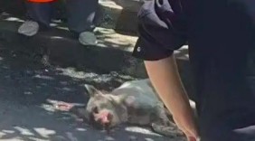 四小时夺路，九人血痕：隆回街头那只流浪狗背后的法律追问