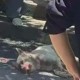 四小时夺路,九人血痕:隆回街头那只流浪狗背后的法律追问
