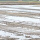 河失镇印荡村:抢险八小时 田间涝情迅速消除