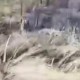 扑火悲剧：安徽父亲身亡背后的争议与追问