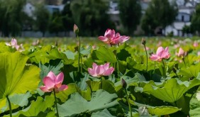 芜湖发布赏荷地图 十大打卡地邀你赴夏日之约