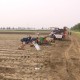 泰兴市农机服务中心举办花生生产机械化作业观摩培训活动