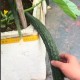 致命的“降火”执念：一根苦黄瓜背后的生态报复与认知陷阱