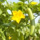 高温下 黄桥蔬菜生产错峰作业保“菜篮子”