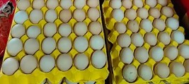 一枚鸡蛋的轮回：从“白菜价”到“火箭蛋”