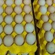 一枚鸡蛋的轮回:从“白菜价”到“火箭蛋”