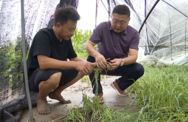 农技专家“把脉”指导菜农灾后自救