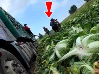 一颗白菜蘸了甲醛，要多少人看见了才算看见？