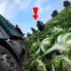 一颗白菜蘸了甲醛,要多少人看见了才算看见?