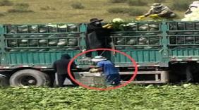 甲醛白菜又来了：曝光—严查—再曝光，这条流水线为何转个不停？