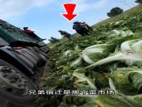 宿迁白菜风波：几块钱的甲醛和4400元的冷链差价