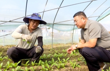 抢农时 农技人员下田指导萝卜生产