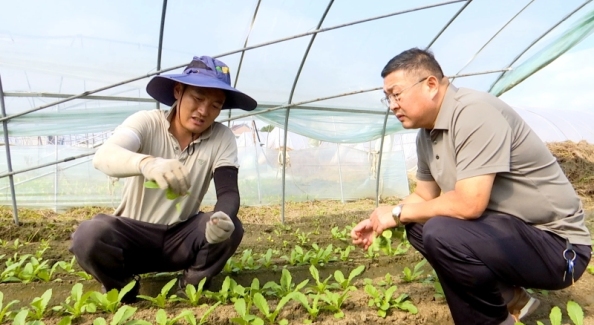 抢农时 农技人员下田指导萝卜生产