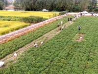 亩产突破700斤 泰兴花生新品系喜获丰收