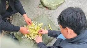 “检查会提前通知”：一句商贩原话，为何能解释硫磺笋的反复出现？