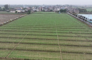 加强雨后田管 在田萝卜长势稳定